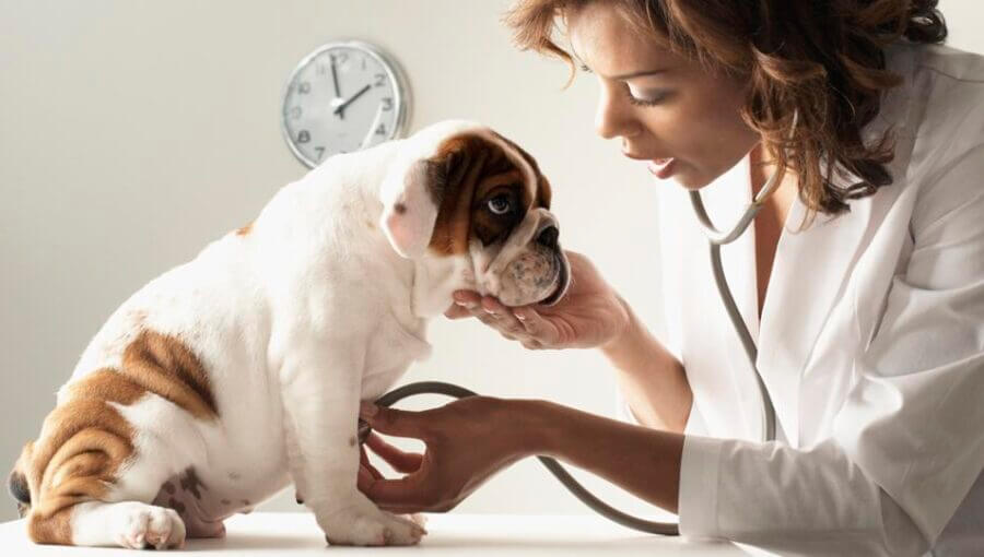 Top 10 Signs Your Pet Needs a Visit to the Veterinary Hospital Changes in Gait or Mobility jerseycitylandscapedesign.com