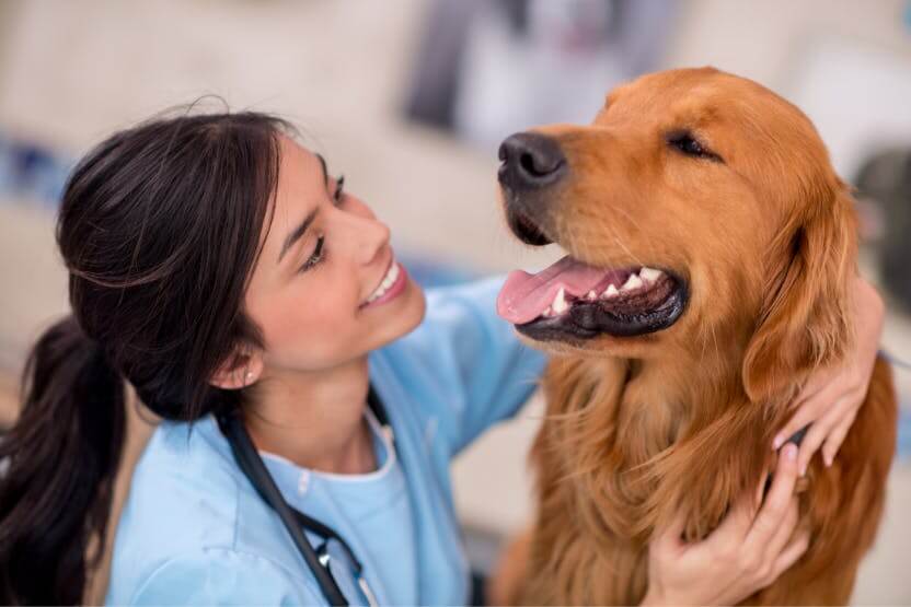 Top 10 Signs Your Pet Needs a Visit to the Veterinary Hospital Vomiting or Diarrhea jerseycitylandscapedesign.com